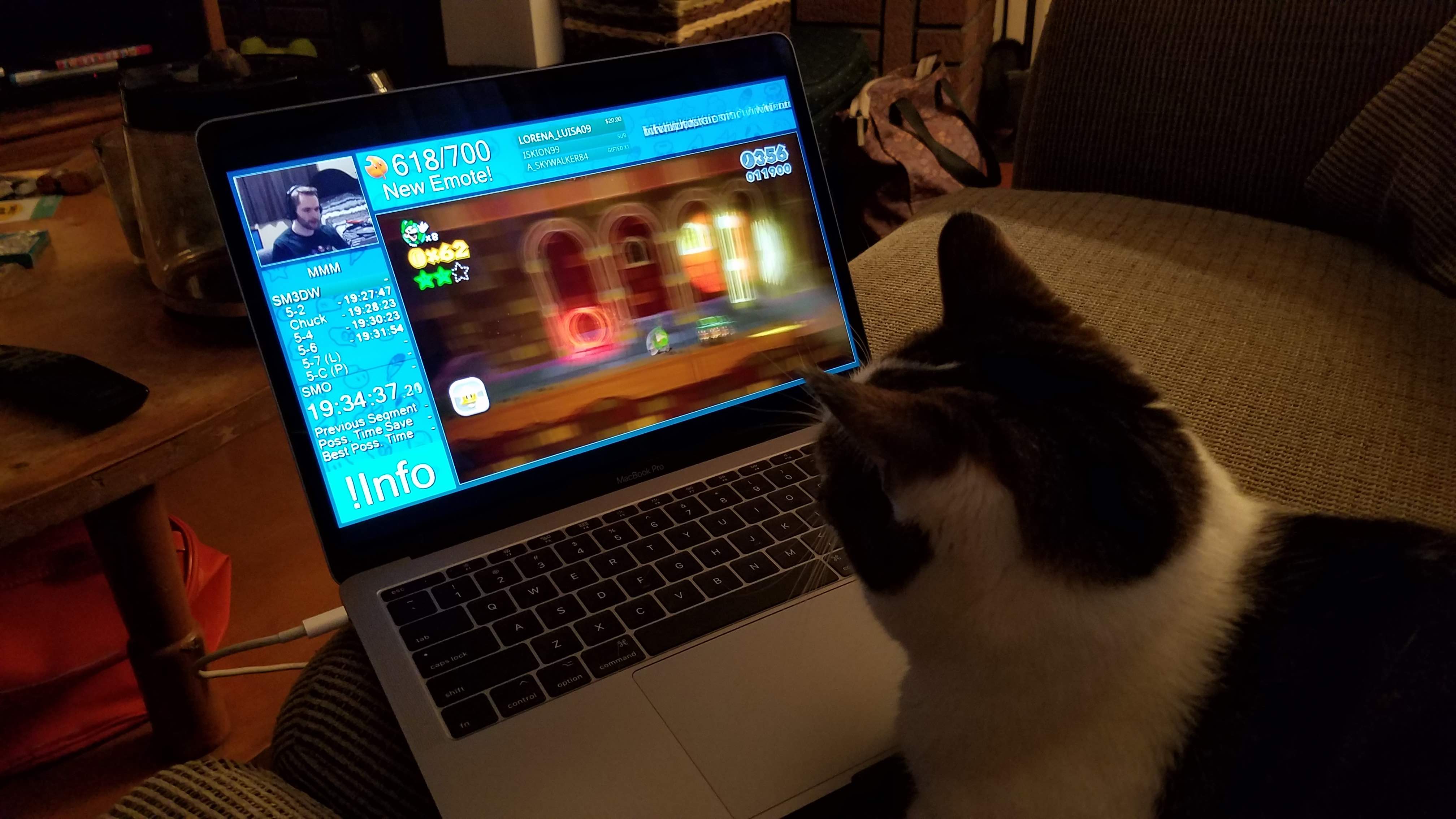 a cat looks at a laptop screen.